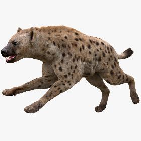 3D Hyena Animated Fur model